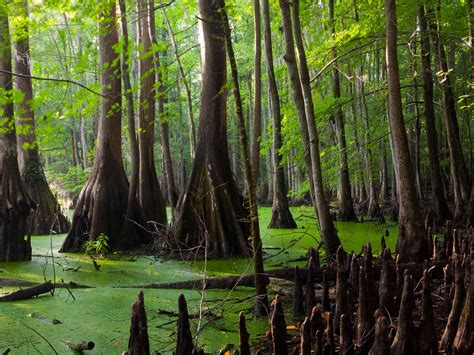 Swamp .